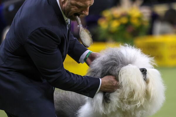 Xenon, a Polish Lowland Sheepdog, is judged in the Herding group during the 149th Westminster Kennel Club Dog show, Monday, Feb. 10, 2025, in New York. (AP Photo/Heather Khalifa)