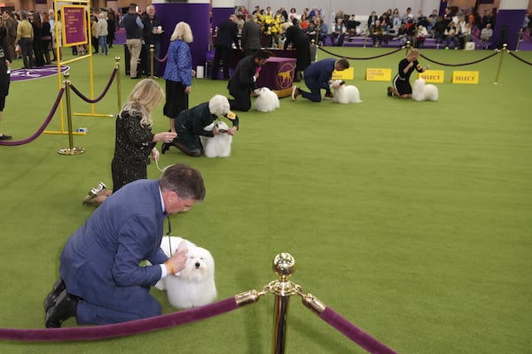 Coton de Tulear dogs are groomed during judging at the 149th Westminster Kennel Club Dog show, Monday, Feb. 10, 2025, in New York. (AP Photo/Heather Khalifa)