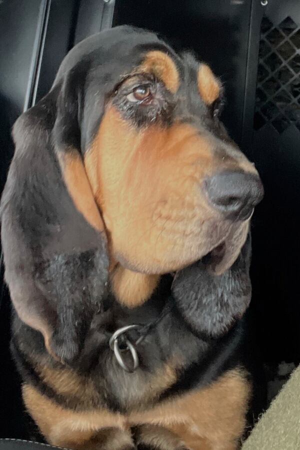 This photo provided by shows MSP bloodhound Millie on May 16, 2025 near Palermo, Maine. (Maine State Police via AP)