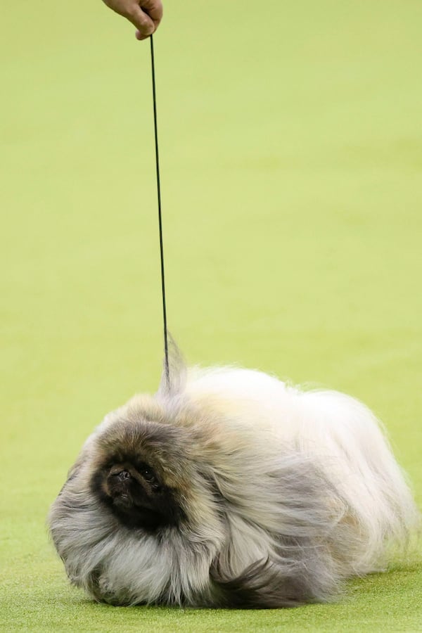 Lumpy, a Pekingese dog, is judged during the 149th Westminster Kennel Club Dog show, Monday, Feb. 10, 2025, in New York. (AP Photo/Heather Khalifa)