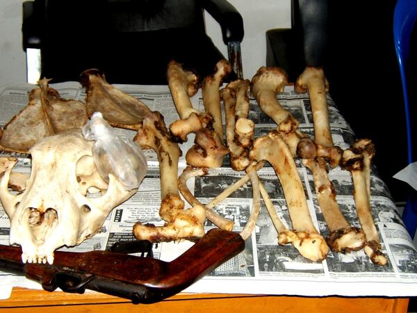 An undated photo of confiscated tiger bones displayed on a table in Sumatra, Indonesia. (Save the Tiger Fund/Panthera via AP)