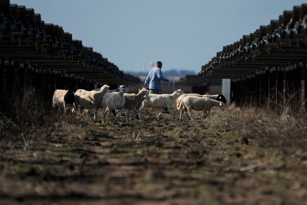 Sheep walk near solar panels on a solar farm owned by SB Energy on Tuesday, Dec. 17, 2024, in Buckholts, Texas. (AP Photo/Ashley Landis)