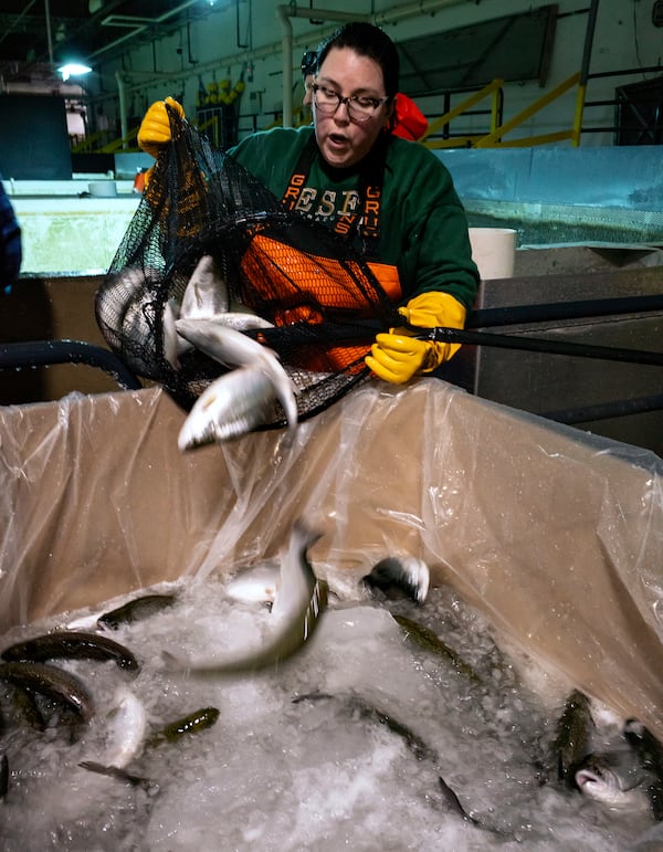 Christina Hudson Kohler of Syracuse, N.Y., who volunteers with the Food Bank of Central New York, counts netted fish as they are prepared for transport at Local Coho salmon fish farm, Friday, Jan. 24, 2025, in Auburn, N.Y. (AP Photo/Craig Ruttle)