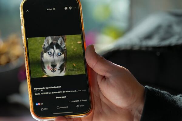 Adrian Budnick displays a photo of a dog on her phone at the Metro Animal Care and Control office Thursday, Feb. 20, 2025, in Nashville, Tenn. (AP Photo/George Walker IV)