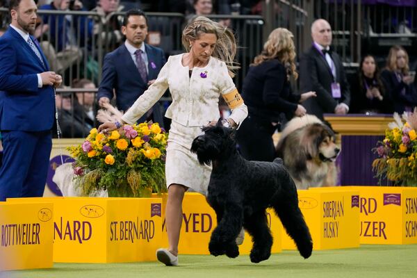 Katie Bernardin and Monty, a Giant Schnauzer, compete in the working group competition during the 149th Westminster Kennel Club Dog show, Tuesday, Feb. 11, 2025, in New York. (AP Photo/Julia Demaree Nikhinson)