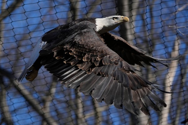 A bald eagle named Freedom flies around its enclosure at the Turtle Back Zoo in West Orange, N.J., Wednesday, Jan. 15, 2025. (AP Photo/Seth Wenig)