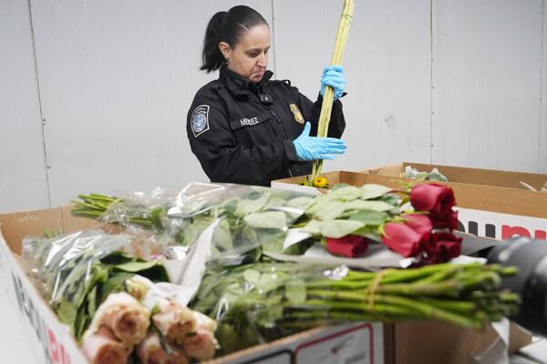 Valentine's Day flowers are unwrapped and inspected by U.S. Customs and Border Protection agriculture specialist Elaine Mendez at Miami International Airport, and Friday, Feb. 7, 2025, in Miami. (AP Photo/Marta Lavandier)