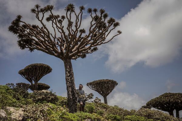 Ecotourism guide Sami Mubarak poses for a portrait beneath an ailing dragon's blood tree on the Yemeni island of Socotra, Sept. 19, 2024. (AP Photo/Annika Hammerschlag)