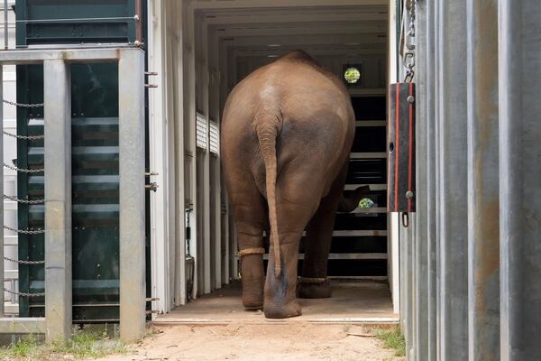 In this photo provided by Zoos Victoria on Thursday, Feb. 13, 2025, an elephant enters a shipping container as part of a program in Australia to move a herd of Asian elephants from Melbourne Zoo to Werribee Open Range Zoo. (Zoos Victoria via AP)