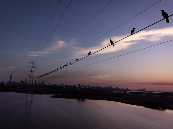 FILE - Neotropic cormorants roost on a high voltage cable at sunset near the Paraguay River, in Asuncion, Paraguay, Saturday, Aug. 14, 2021. (AP Photo/Jorge Saenz, File)