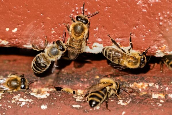 Honey bees are pictured in a beehive in Wehrheim near Frankfurt, Germany, during the 'world bee day' on Tuesday, May 20, 2025. (AP Photo/Michael Probst)