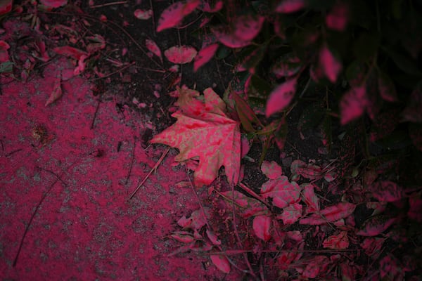 Fire retardant covers leaves as crews battle the Palisades Fire in Mandeville Canyon, Saturday, Jan. 11, 2025, in Los Angeles. (AP Photo/Eric Thayer)