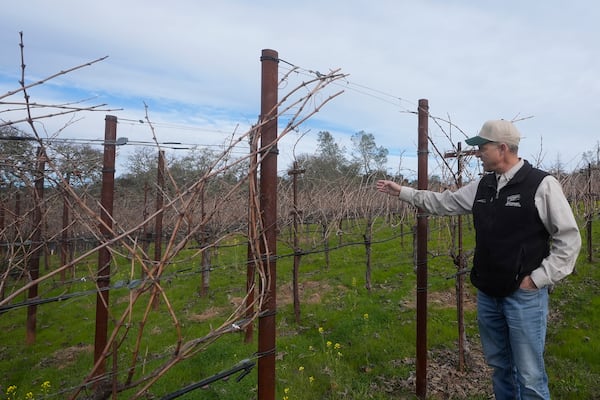 Tyler Klick, Partner/Viticulturist of Redwood Empire Vineyard Management, gestures toward a Cabernet Sauvignon vineyard during an interview in Geyserville, Calif., Friday, Jan. 24, 2025. (AP Photo/Jeff Chiu)