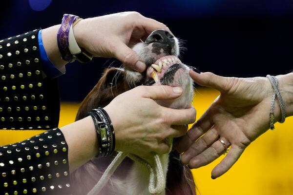 A handlers shows a judge an Irish Red and White Setter's teeth in the sporting group competition during the 149th Westminster Kennel Club Dog show, Tuesday, Feb. 11, 2025, in New York. (AP Photo/Julia Demaree Nikhinson)