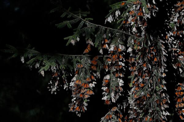 FILE - Monarch butterflies cling to branches in their winter nesting grounds in El Rosario Sanctuary, near Ocampo, Michoacan state, Mexico, Jan. 31, 2020. (AP Photo/Rebecca Blackwell, File)