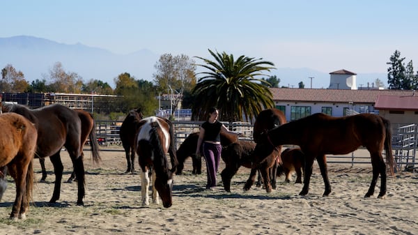 Horses are held in a pen at Pierce College, a wildfire evacuation center for animals, in the Woodland Hills section of Los Angeles, Thursday, Jan. 9, 2025. (AP Photo/Richard Vogel)