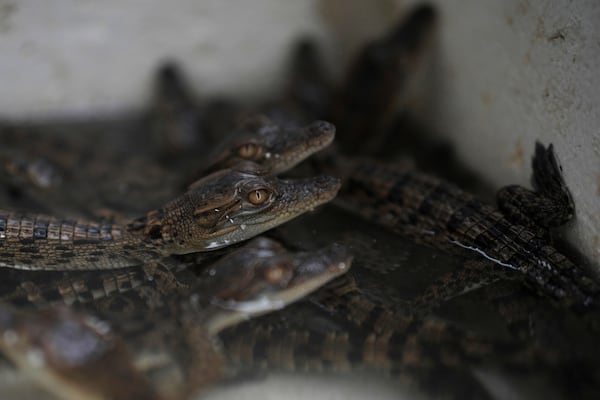 Crocodile hatchlings are seen in Budong-Budong, West Sulawesi, Indonesia, Monday, Feb. 24, 2025. (AP Photo/Dita Alangkara)