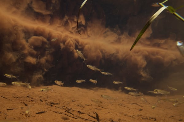 FILE - Fish swim past mud that was released by the collapse of a mining company's dam, in a tributary that leads to Paraopeba River near a community of the Pataxo Ha-ha-hae indigenous people, in Brumadinho, Brazil, Tuesday, Jan. 29, 2019. (AP Photo/Leo Correa, File)