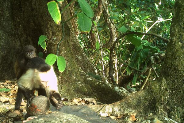 This photo provided by researchers shows a baby howler monkey clinging onto a young adult male capuchin monkey on Jicarón Island, Panama in February 2023. (Brendan Barrett/Max Planck Institute of Animal Behavior via AP)