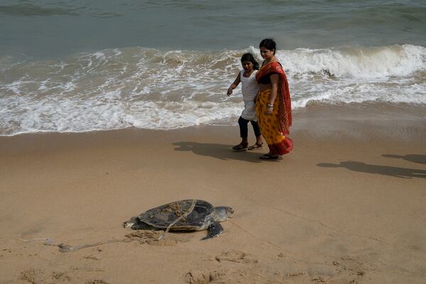 People look at the carcass of an endangered Olive Ridley turtle washed ashore at Marina beach in Chennai, India, Wednesday, Jan.22, 2025. (AP Photo/Mahesh Kumar A.)