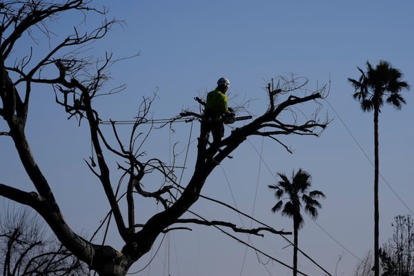 A worker trims a tree burnt by the Eaton Fire on Saturday, Jan. 11, 2025, in Altadena, Los Angeles. (AP Photo/Mark J. Terrill)