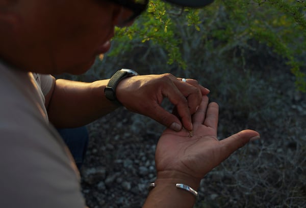 Sandor Iron Rope, Oglala Lakota tribe member, president of the Native American Church of South Dakota and Indigenous Peyote Conservation Initiative board member, looks for seeds from a peyote plant, in Hebbronville, Texas, Tuesday, March 26, 2024. (AP Photo/Jessie Wardarski)