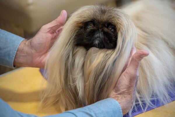 President of the Westminster Kennel Club Donald Sturz shows Fiona, his pet pekingese, during an interview with The Associated Press at The New Yorker hotel, Thursday, Jan. 30, 2025, in New York. (AP Photo/Julia Demaree Nikhinson)