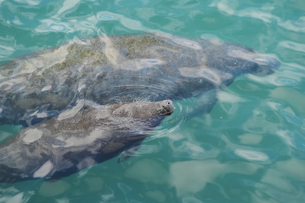 A baby manatee swimming beside its mother comes to the surface to breathe, at Manatee Lagoon, a free attraction operated by Florida Power & Light Company that lets the public view and learn about the sea cows who gather in winter in the warm-water outflows of the company's power plant, in Riviera Beach, Fla., Friday, Jan. 10, 2025. (AP Photo/Rebecca Blackwell)