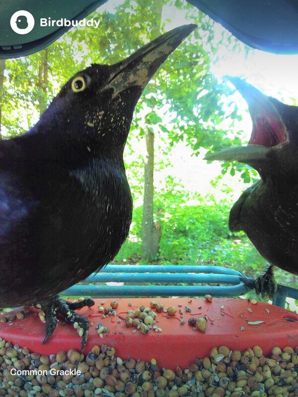 This photo courtesy of Marin Plank shows a baby grackle and its parent on her Bird buddy bird feeder in her backyard in Milton, Delaware, May 30, 2024. (Marin Plank via AP)