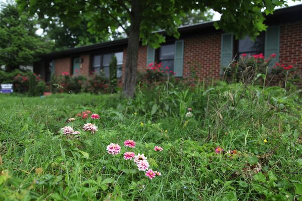 Flowers and tall grass cover the lawn of Amanda Beltranmini Healen in Nashville, Tenn., Monday, May 19, 2025, who participates in No Mow Months to improve water retention and encourage pollinators. (AP Photo/Kristin M. Hall)