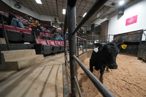 A cow is exhibited in the auction arena the Oklahoma National Stockyards Tuesday, Jan. 14, 2025, in Oklahoma City. (AP Photo/Julio Cortez)