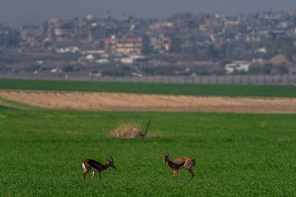 Gazelles graze on a field in southern Israel on the border with Gaza Strip, Tuesday, Jan. 7, 2025. (AP Photo/Ariel Schalit)