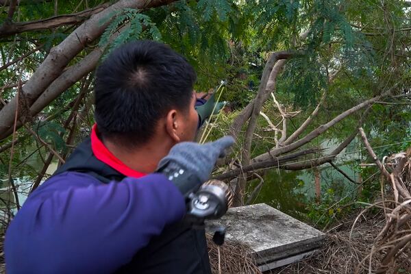 In this image made from video, a hunter using a fishing spear on a slingshot aims at an iguana on a tree branches in Pingtung County, southern Taiwan on Jan 21, 2025. (AP Photo/Wu Taijing)