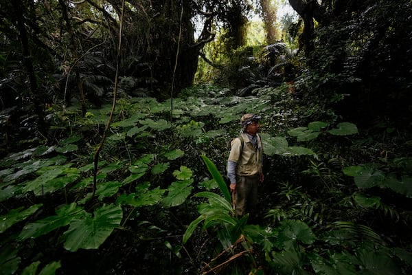 Takamatsu Gushiken pauses to look for an easier way out of the woods after searching for the remains of those who died during the Battle of Okinawa towards the end of the World War II in 1945, in Itoman, on the main island of the Okinawa archipelago, southern Japan, Sunday, Feb. 16, 2025. (AP Photo/Hiro Komae)