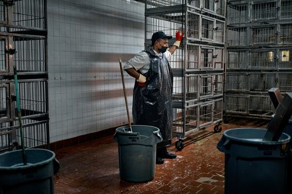 An employee takes a break from cleaning cages inside the La Granja Live Poultry Corporation store on Friday, Feb. 7, 2025, in New York. (AP Photo/Andres Kudacki)