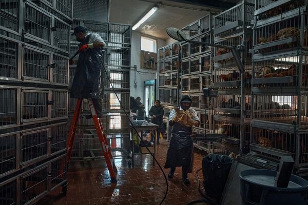 Employees at La Granja Live Poultry Corporation clean cages and take chickens to be slaughtered as customers wait in line inside a poultry store on Friday, Feb. 7, 2025, in New York. (AP Photo/Andres Kudacki)