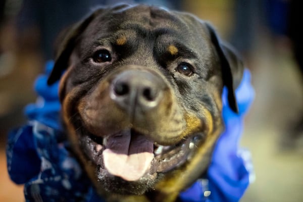 FILE - A Rottweiler named Prime, who works as a service dog, is seen during the meet the breeds companion event at the Westminster Kennel Club Dog Show in New York, Feb., 11, 2017. (AP Photo/Mary Altaffer, File)