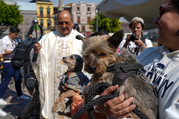 Rev. José Antonio Carballo, rector of the Metropolitan Cathedral, celebrates the annual blessing of the animals Mass at Mexico City's Metropolitan Cathedral, Friday, Jan. 17, 2025. (AP Photo/Marco Ugarte)