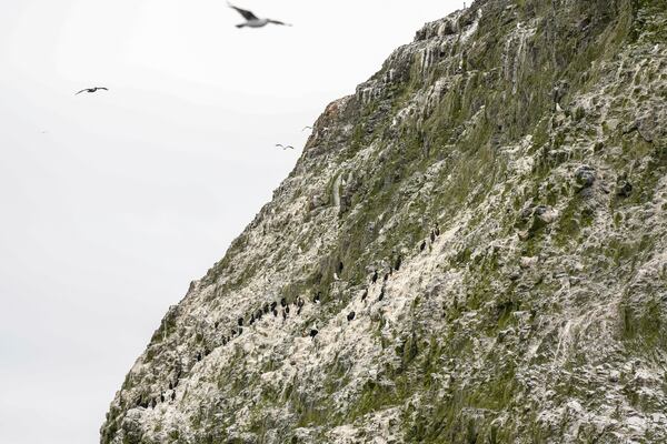 Sea birds gather Thursday, May 1, 2025, in Channel Islands, Calif. (AP Photo/Annika Hammerschlag)