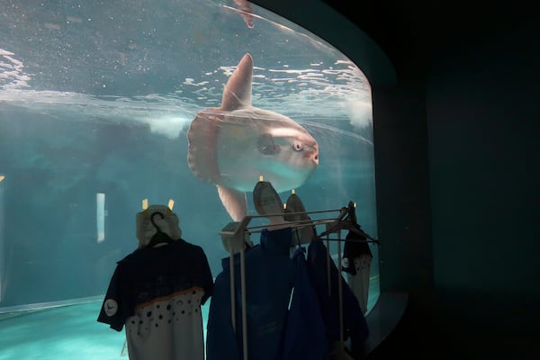 In this photo released by Shimonoseki Marine Science Museum "Kaikyokan," a sunfish swims near cardboard cutouts of people in uniforms at Kaikyukan in Shimonoseki, Yamaguchi prefecture, southern Japan Tuesday, Jan. 21, 2025. (Kaikyokan via AP)