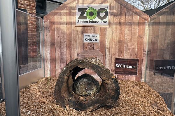 Staten Island Chuck, the groundhog whose handlers claim has predicted an early spring, is at the Staten Island Zoo in New York on Sunday, Feb. 2, 2025. (AP Photo/Ted Shaffrey)