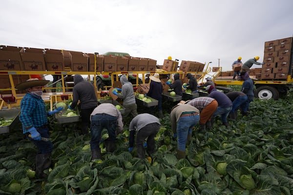 Workers harvest cabbage Wednesday, March 5, 2025, on a field less than ten miles from the border with Mexico, in Holtville, Calif. (AP Photo/Gregory Bull)