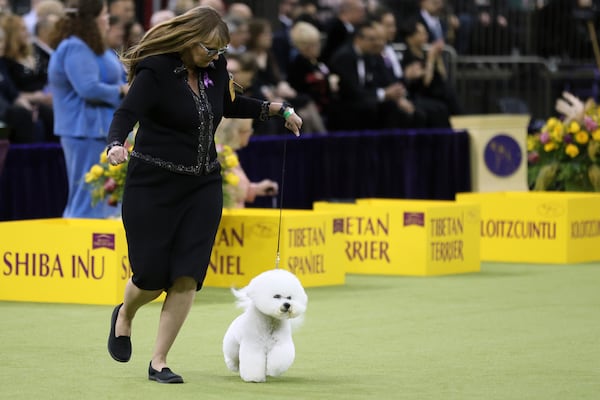 Neal, a Bichon Frise, wins the Non-Sporting group during the 149th Westminster Kennel Club Dog show, Monday, Feb. 10, 2025, in New York. (AP Photo/Heather Khalifa)