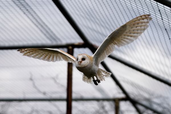 A barn owl flies in an enclosure at the Attica Zoological Park, near Athens, on Jan. 21, 2025. (AP Photo/Thanassis Stravrakis)