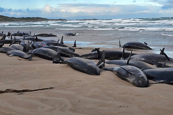 In this photo provided by Jocelyn Flint, false killer whales are stranded, Wednesday, Feb. 19, 2025, on a remote beach on near Arthur River inAustralia's island state of Tasmania. (Jocelyn Flint via AP)