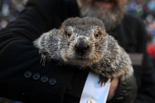 FILE - Groundhog Club handler A.J. Dereume holds Punxsutawney Phil, the weather prognosticating groundhog, during the 137th celebration of Groundhog Day on Gobbler's Knob in Punxsutawney, Pa., Thursday, Feb. 2, 2023. (AP Photo/Barry Reeger, File)