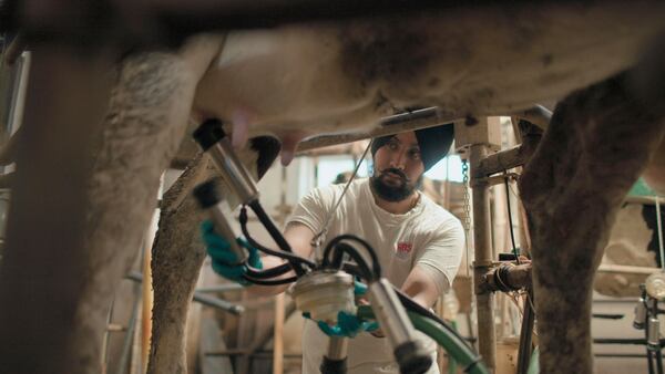 This image released by National Geographic shows Gurpreeet Singh fitting milking attire onto one of his cows at his dairy farm near Cremona in Italy, in a scene from the series "Tucci in Italy." (National Geographic via AP)