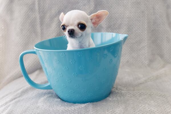 This photo provided by Guinness World Records shows Pearl, the world's shortest living dog as certified by Guinness World Records, during a play date in Idaho Falls, Idaho, with the world's largest living dog, on April 5, 2025. (Natalie Behring/Guinness World Records via AP)
