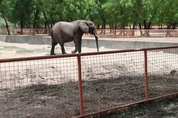 An elephant walks in an enclosure at a zoo in Maiduguri, Nigeria, Saturday, March 15, 2025. (AP Photo/Joshua Olatunji)