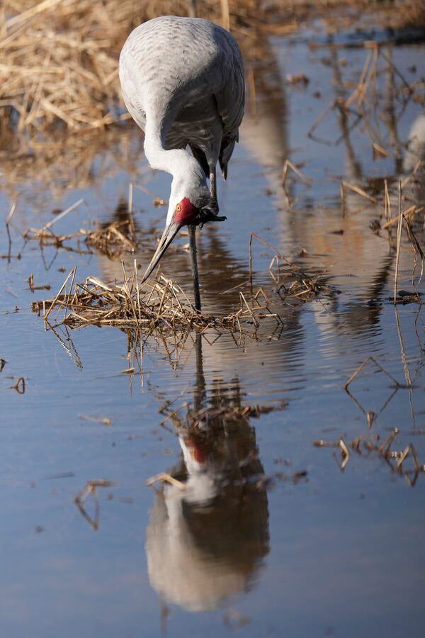 A sandhill crane is seen at the Wheeler National Wildlife Refuge, Monday, Jan. 13, 2025, in Decatur, Ala. (AP Photo/George Walker IV)